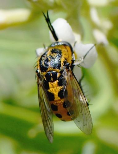 Réf. 236 371 : Toxophora fasciculata